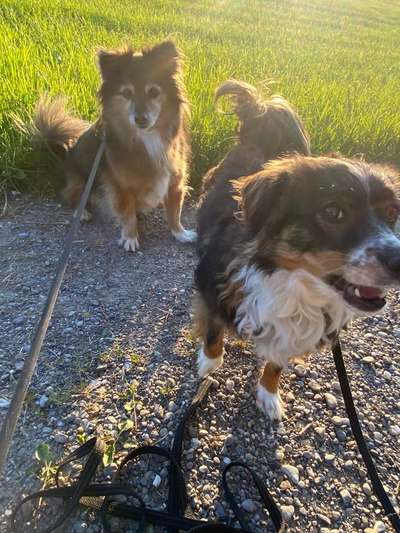 Hundetreffen-Hundetreffen in Zürich und Umgebung-Bild