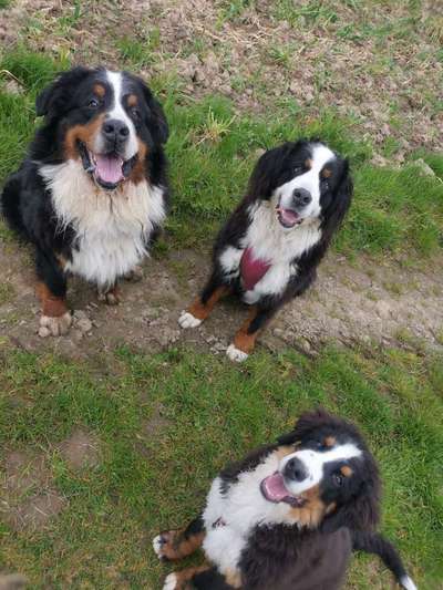 Berner Sennen-Beitrag-Bild