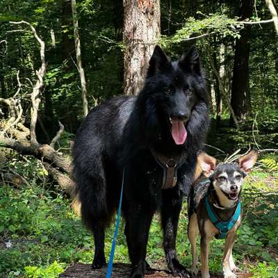 Hundetreffen-Gassipartner Kerken-Bild
