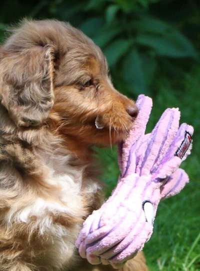 Hundetreffen-Welpentreffen mit Babys Max.Endgröße 45cm-Bild