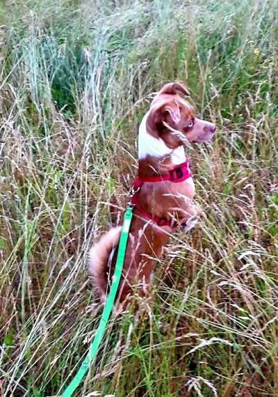 Die Dogorama Monats Challenge "Es grünt und blüht"-Beitrag-Bild