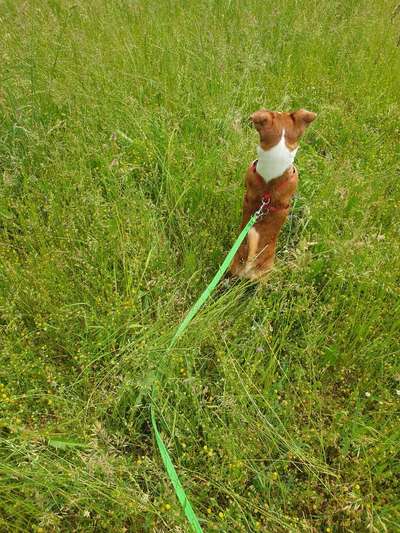 Die Dogorama Monats Challenge "Es grünt und blüht"-Beitrag-Bild