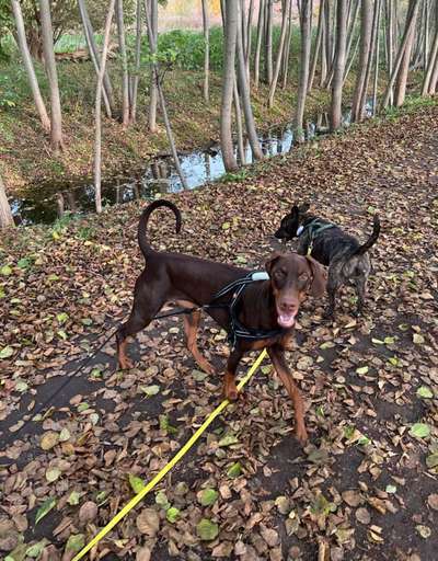 Handy Foto Challange Nr. 46  Happy Dog-Beitrag-Bild