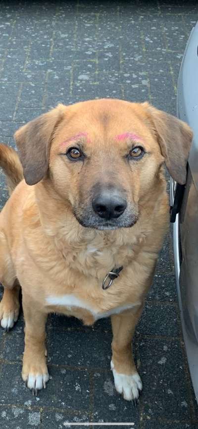 Dogorama Photo Challenge - Be my valentine-Beitrag-Bild