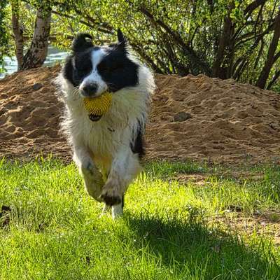 Hundetreffen-Gassirunde/Playdate-Bild