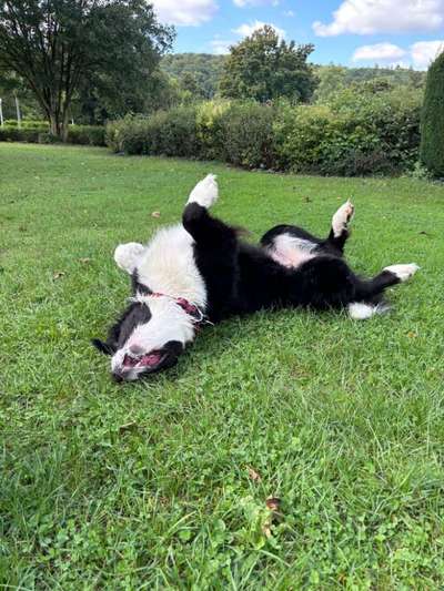 Gibt es hier weitere Landseer Berner Sennenhund Mischlinge?-Beitrag-Bild