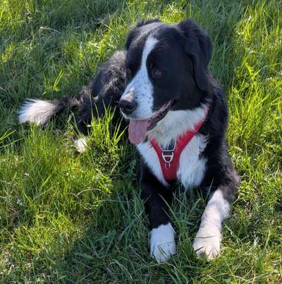 Gibt es hier weitere Landseer Berner Sennenhund Mischlinge?-Beitrag-Bild