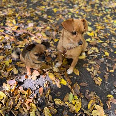 Hundetreffen-Gassirunde-Bild