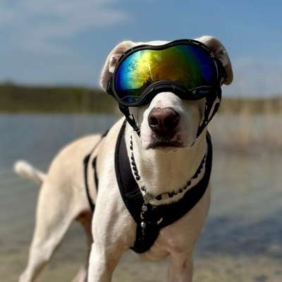 Hundetreffen-Spaziergänge in der Natur-Bild
