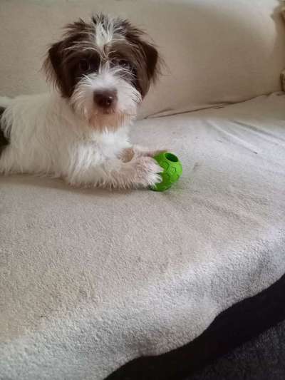 Welpen Bilder !-Beitrag-Bild