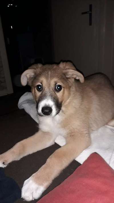 Welpen Bilder !-Beitrag-Bild