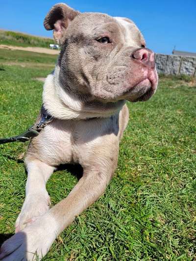 Hundetreffen-Sozialkontakt und Trainingspartner*in für OEB-Bild