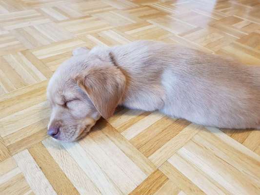 Postet das beste Foto von euren 4 beinern-Beitrag-Bild