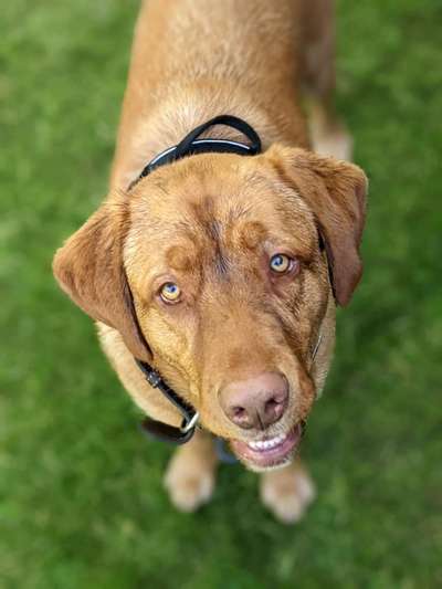 Dogorama Photo Challenge - Portrait-Beitrag-Bild