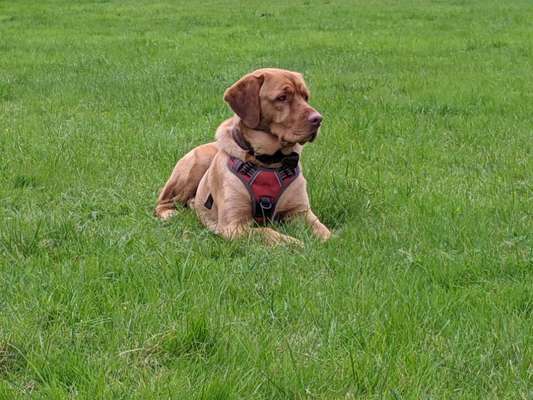 Labradorfans-Beitrag-Bild