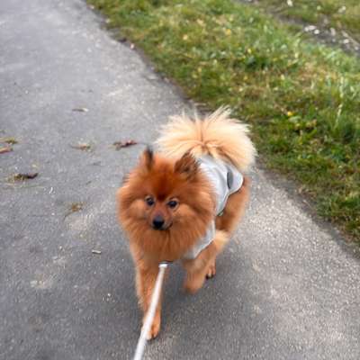 Hundetreffen-Lio sucht Freunde zum Toben/Gassi gehen 🐶-Bild