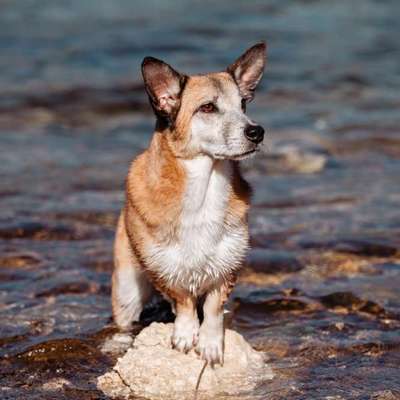 Hundetreffen-Peppi sucht Anschluss-Bild