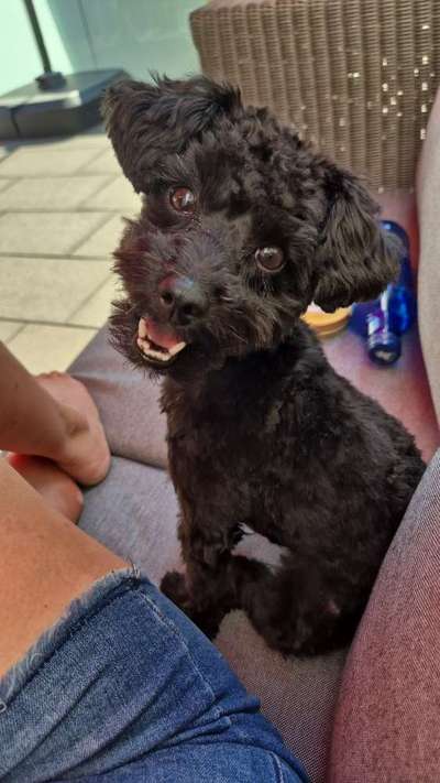 Maltipoo Freunde-Beitrag-Bild