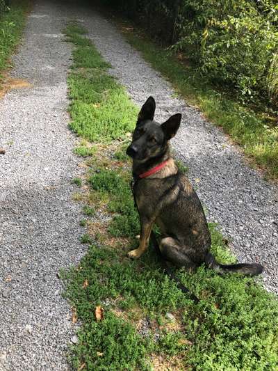 Auslandstierschutz-Beitrag-Bild