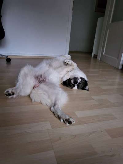 Dogorama Photo Challenge - Wälzen-Beitrag-Bild