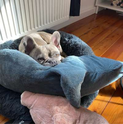 Hundetreffen-Social Walk / Begegnungstraining-Bild