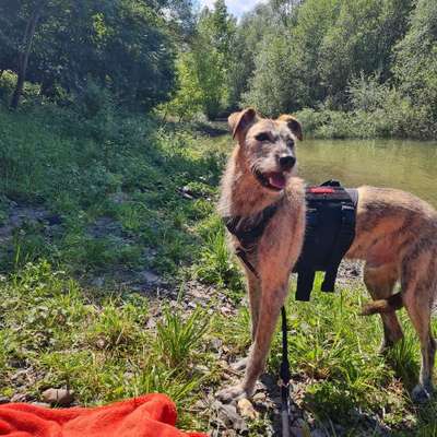 Hundetreffen-Spieltreffen in Niederkassel und Umgebung gesucht-Bild