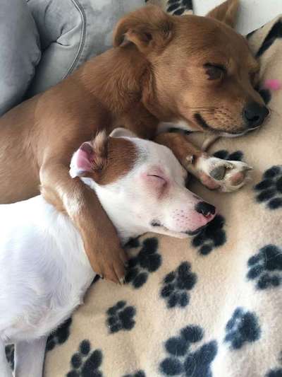 Wo habt ihr eure Hunde her ?-Beitrag-Bild