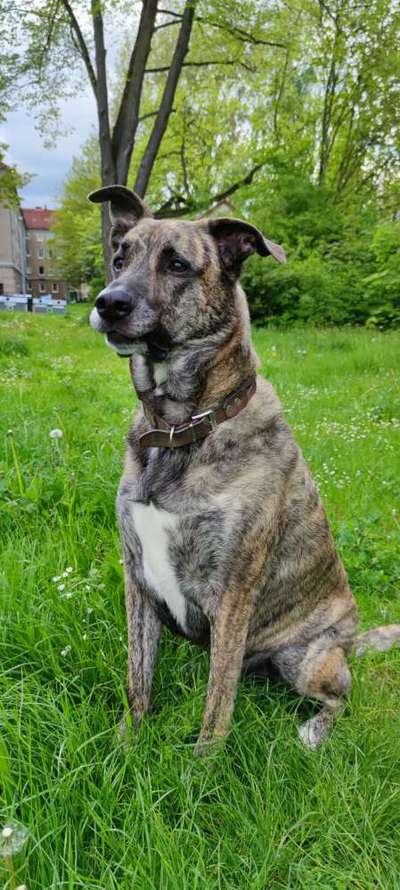 Schäferhund-Beitrag-Bild