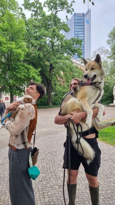 Hundetreffen-Welpe sucht Spielgefährten - Leipzig-Bild