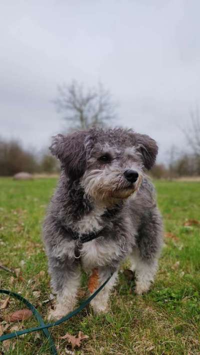 Hundetreffen-Social Walk-Bild