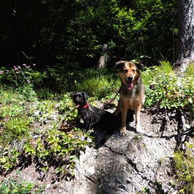 Hundetreffen-Socialwalk in Reichenbach und Umgebung-Bild