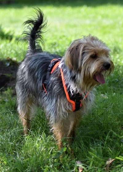 Zeigt her eure Junghunde :)-Beitrag-Bild