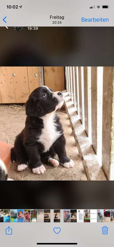 Landseer-Beitrag-Bild