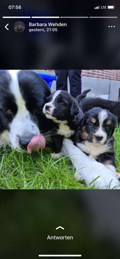 Landseer-Beitrag-Bild