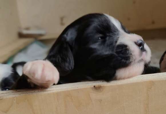 Wartezeit auf Welpen-Beitrag-Bild