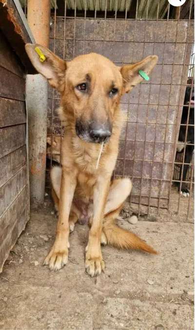 Tierschutzhunde suchen ein Zuhause-Beitrag-Bild