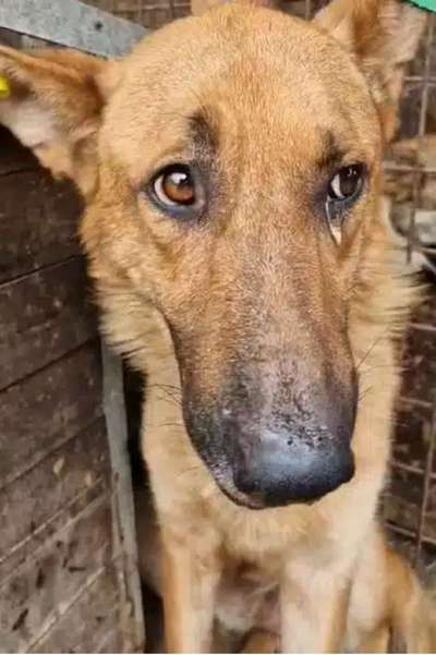 Tierschutzhunde suchen ein Zuhause-Beitrag-Bild