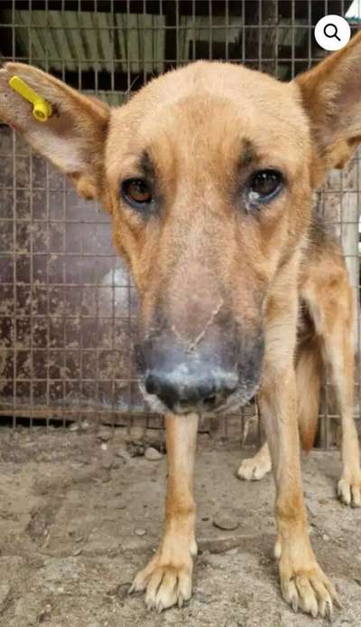 Tierschutzhunde suchen ein Zuhause-Beitrag-Bild