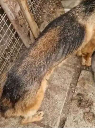 Tierschutzhunde suchen ein Zuhause-Beitrag-Bild