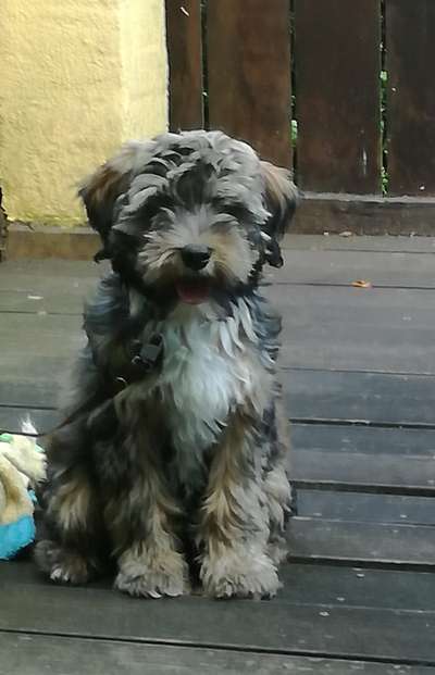 Welpen Bilder !-Beitrag-Bild