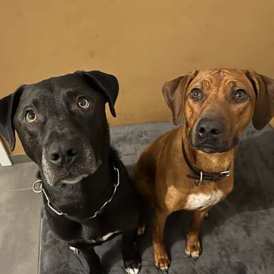 Hundetreffen-Zusammen Spazieren gehen-Bild