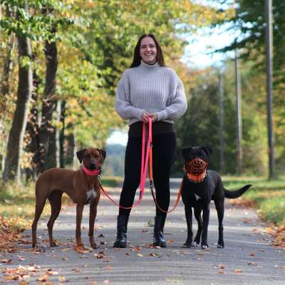 Hundetreffen-Spazieren gehen mit erzieherischem Hintergrund-Bild