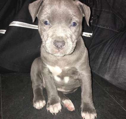 Welpen Bilder !-Beitrag-Bild