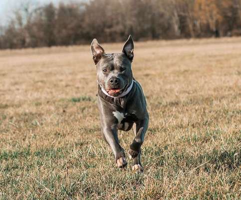 Zeigt mal die schönsten Bilder von euren Hunden !-Beitrag-Bild