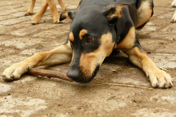 Hundetreffen-Spazieren, spielen-Bild