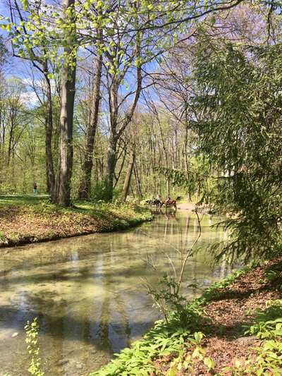 Hundeauslaufgebiet-Englischer Garten Süd-Bild