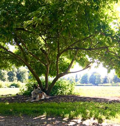 Hundeauslaufgebiet-Böhmerwaldplatz-Bild