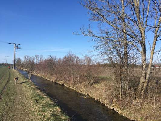 Hundeauslaufgebiet-Johanniskirchen/Daglfing-Bild