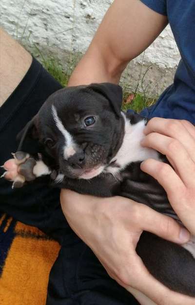 Welpen Bilder !-Beitrag-Bild