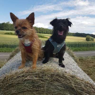 Hundetreffen-Hundetreffen-Bild